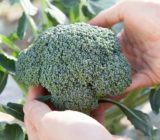 ブロッコリーは栄養たっぷり!