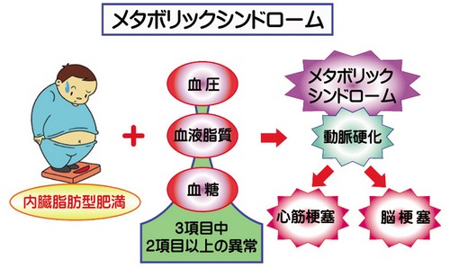 内臓脂肪って？健康への影響は！
