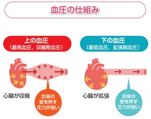高血圧って？健康上のリスクや、改善のポイント！

