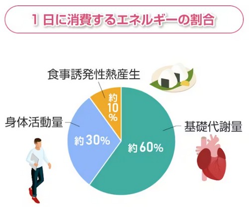 基礎代謝量って？年齢別の目安や計算方法！

