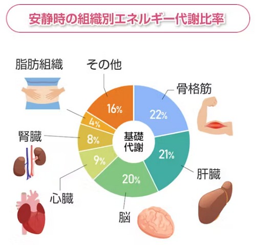 基礎代謝量って？年齢別の目安や計算方法！
